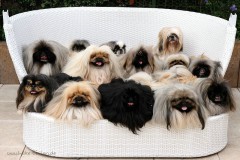 Pekinesenfamilie