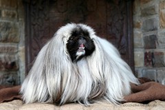 Pekinese