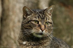 Katze Luzzi