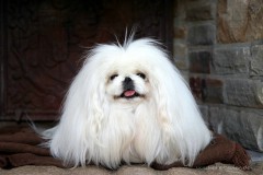 Pekinese
