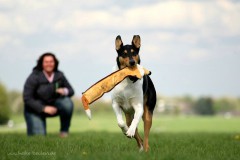 Welpe in action
