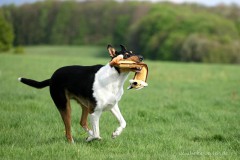 Kurzhaarcollie Lumpi