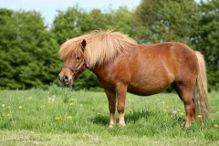Pony