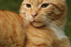 Kater Nuka