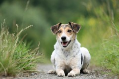 Terrier