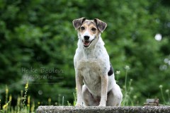 Terrier
