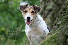 Terrier