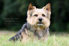 Terrier Lenny