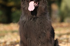 Neufundländer