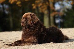 Neufundländer